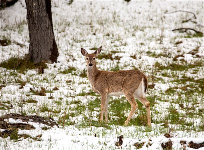 White-tailed deer photo