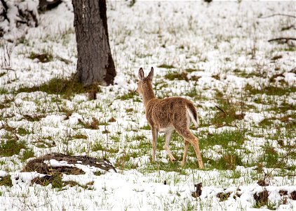 White-tailed deer