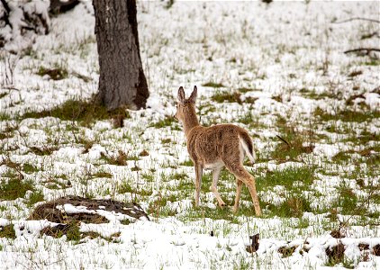 White-tailed deer photo