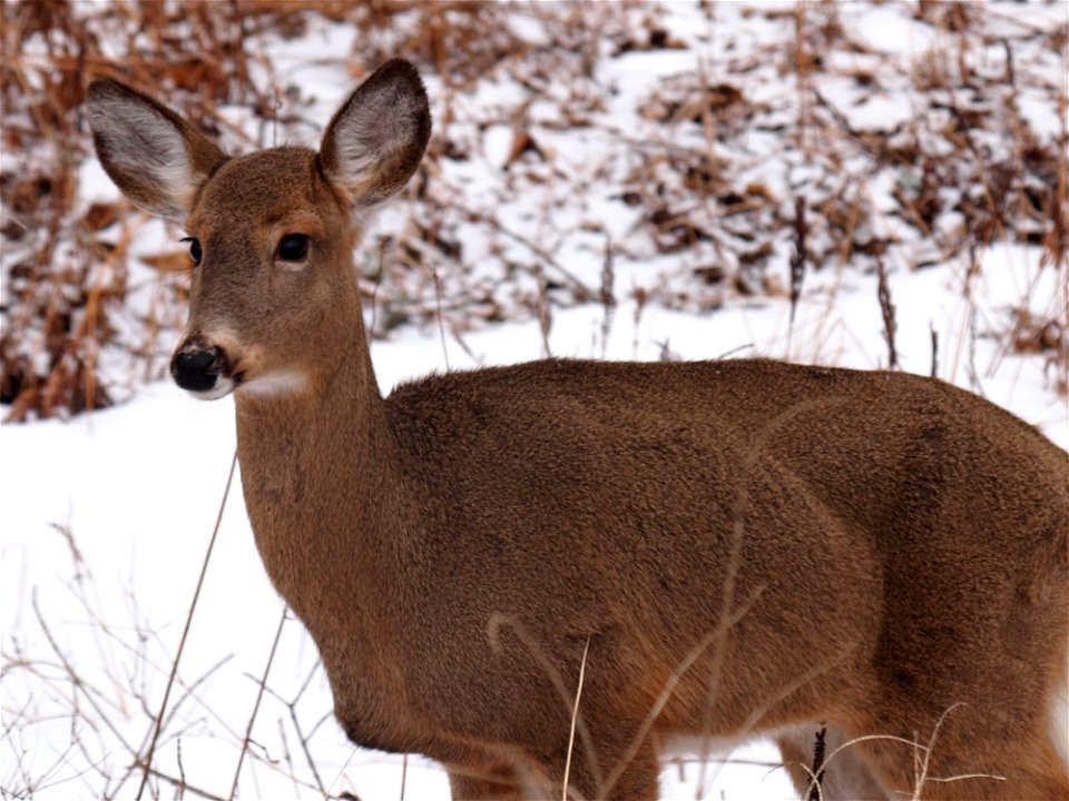 A female White-tailed deer (Odocoileus virginianus).Photo taken with an Olympus E-P1 in Schoharie County, NY, USA.Cropping and post-processing performed with The GIMP.