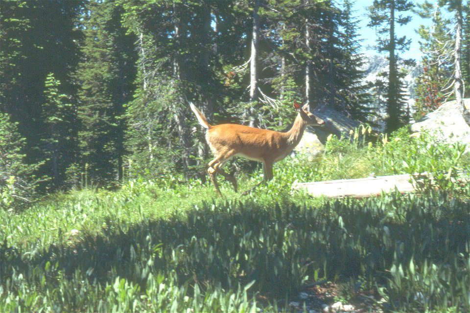 Whitetail doe in forest, Bear Creek Pass, Selway-Bitterroot, July 1981.