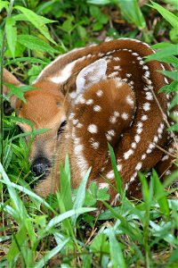 Connect the dots to find this speckled fawn. Credit: USFWS photo