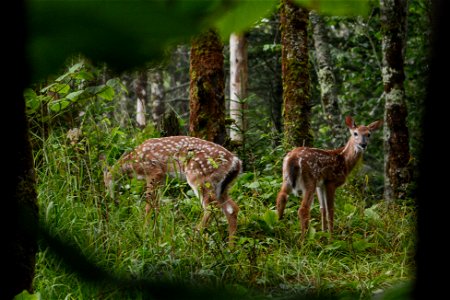 Deer fawns on the Appalachian Trail, August 2018--Chalice Keith photo