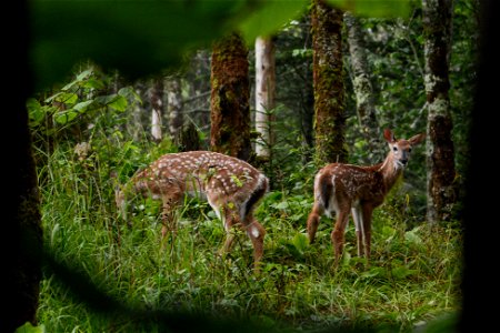 Deer fawns on the Appalachian Trail, August 2018--Chalice Keith
