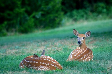 Two deer fawns in the Washita National Wildlife Refuge, Oklahoma photo