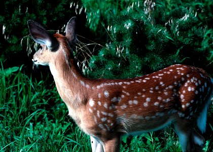 Fawn whitetail deer. photo