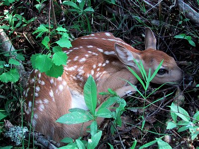 White-tailed Deer (Odocoileus virginianus) fawn in the wild near Helsinki, Finland. Photo taken on June 5 2002.