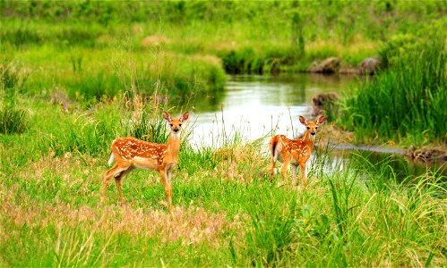 Twin white tailed deer fawns on Lacreek NWR. Photo: Tom Koerner/USFWS photo