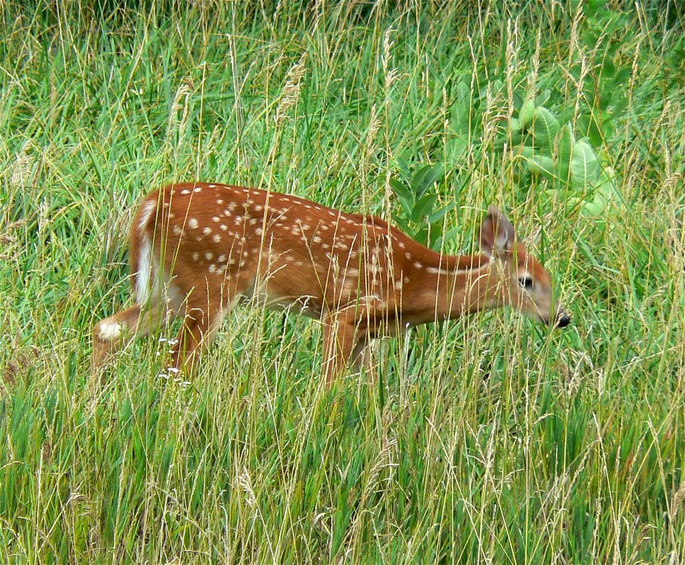 Young White-tailed deer with spotting.