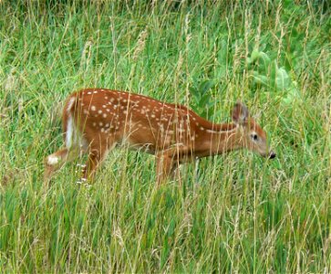 Young White-tailed deer with spotting. photo