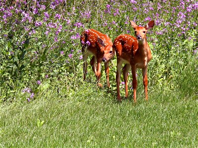 Two small fawns cautiously step out of the tall grass.  Fawns will usually stay with their mother for the first 5 months of life.

Photo Credit:  Gary Eslinger/USFWS