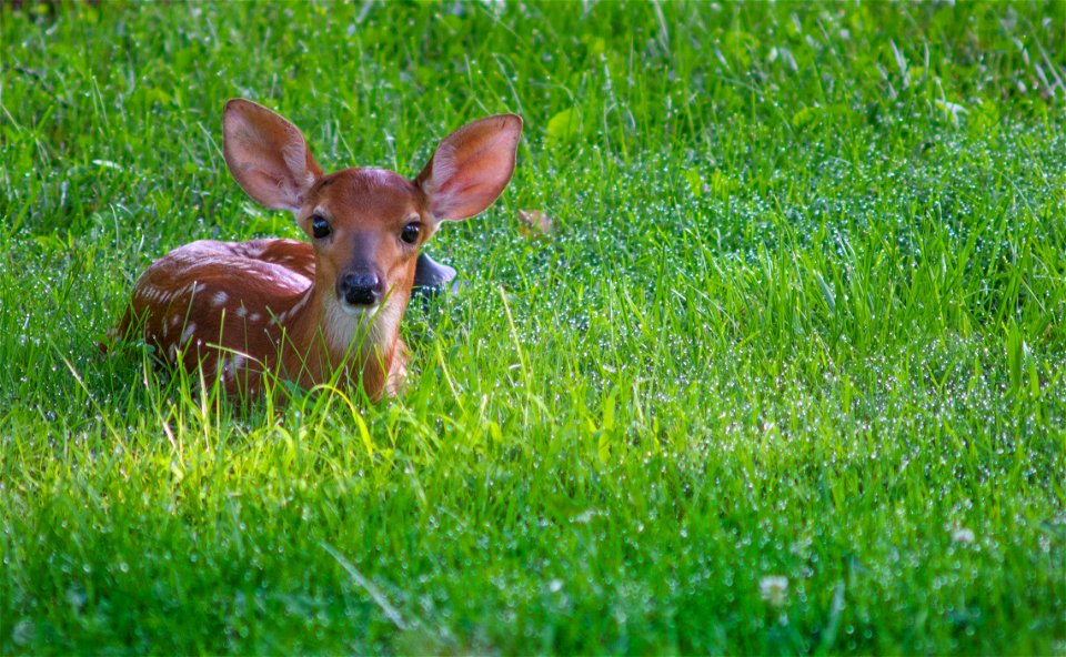 18-179-3898 DOE photo Lynn Freeny White tailed fawn Oak Ridge Federal Building