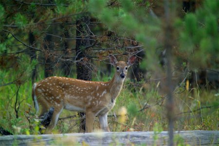 Photo: David Restivo, NPS