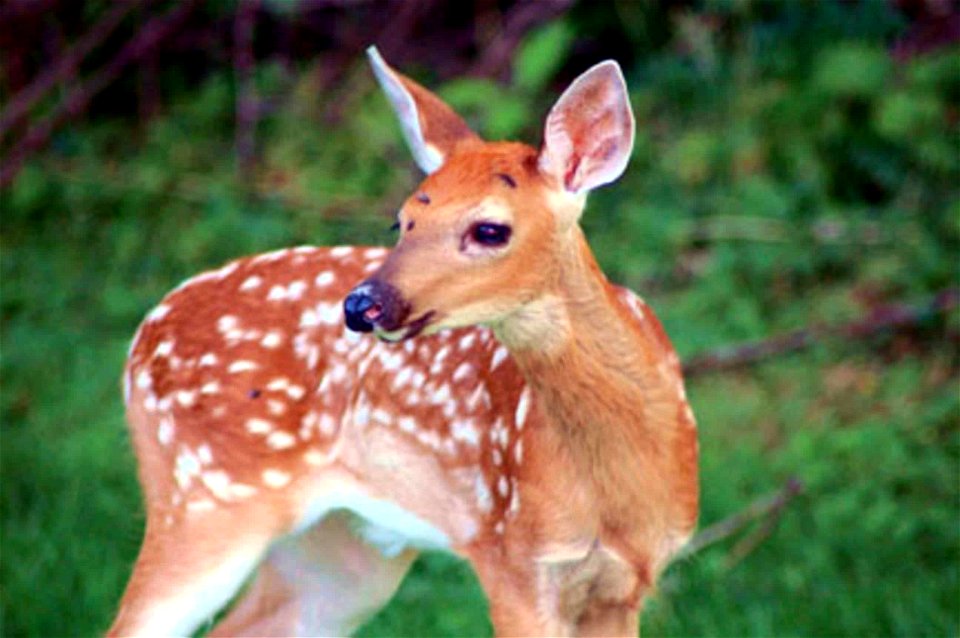 Image title: Young red deer fawn odocoileus virginianus
Image from Public domain images website, http://www.public-domain-image.com/full-image/fauna-animals-public-domain-images-pictures/deers-public-