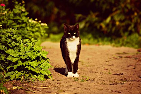 Pet domestic feline photo