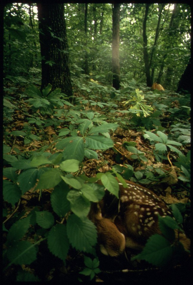 FAWN NESTLES UNDER LEAFY, LOW GROWING SHRUBS OF FOREST IN HORSESHOE BEND. ALTHOUGH OWNED BY THE LAND OF THE FIFTH SEASON DEVELOPMENT COMPANY, THIS PENINSULA HAS NOT BEEN DISTURBED IN THE MORE THAN FOR