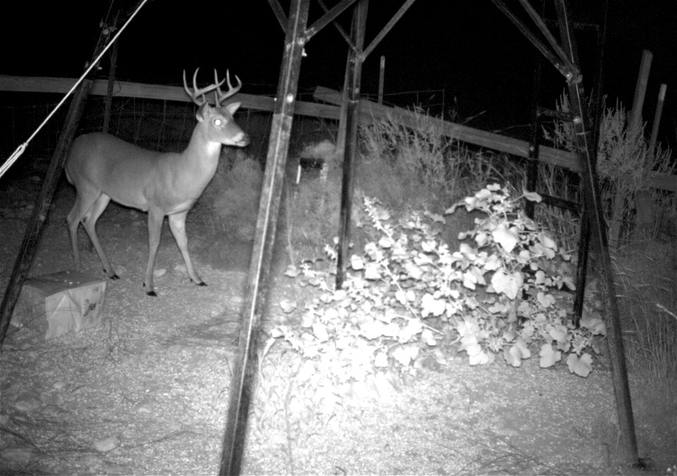 A young male deer (Odocoileus species, probably Odocoileus virginianus) in Central Texas at night. Cropped from original image which included environmental details from the specialty camera. Temperatu