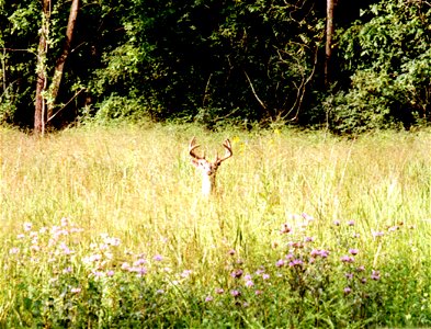 This is part of the natural praire at Hartman Reserve and a buck white-tailed deer (Odocoileus virginianus) is visible in the middle of it.