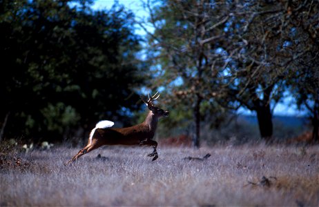 Deer running photo