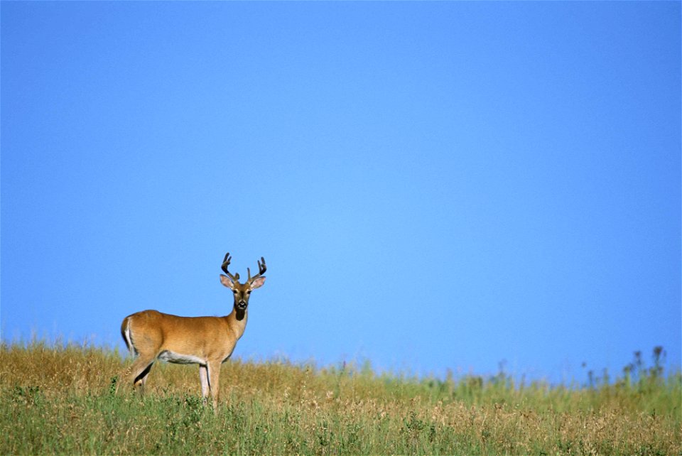 Image title: Eight point white tailed deer buck odocoileus virginianus standing in dry grass with big blue sky
Image from Public domain images website, http://www.public-domain-image.com/full-image/fa