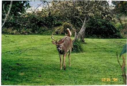 Image title: Odocoileus virginianus leucurus deer
Image from Public domain images website, http://www.public-domain-image.com/full-image/fauna-animals-public-domain-images-pictures/deers-public-domain