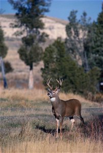 Image title: White tailed buck in summer grass odocoileus virginianus
Image from Public domain images website, http://www.public-domain-image.com/full-image/fauna-animals-public-domain-images-pictures