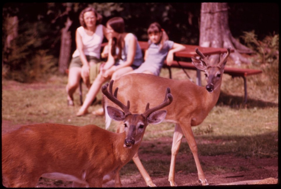 TWO WHITE-TAILED BUCKS WITH ANTLERS IN VELVET WALK TO A FEEDING STATION ATOP MCCAULEY MOUNTAIN NEAR OLD FORGE, IN THE ADIRONDACK FOREST PRESERVE