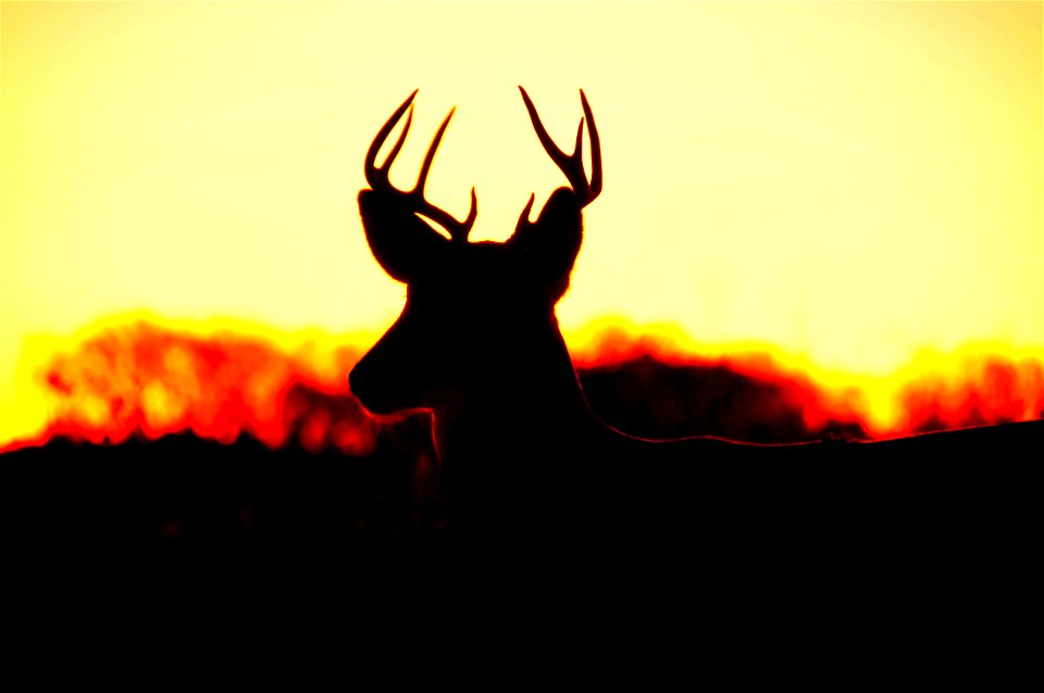 A white-tailed deer backlit by the rising sun at Lacreek NWR. Photo: Tom Koerner/USFWS