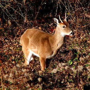 A male White-tailed deer (Odocoileus virginianus).Photo taken with a Panasonic Lumix DMC-FZ50 in Caldwell County, NC, USA.Cropping and post-processing performed with The GIMP.