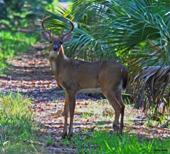 Used with Permission from Danny Bales.  Deer on Merritt Island.
NEWS RELEASE
U.S. Fish and Wildlife Service
Merritt Island National Wildlife Refuge
FOR IMMEDIATE RELEASE September 17, 2013    Deer Hun