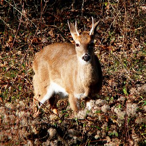 A male White-tailed deer (Odocoileus virginianus).Photo taken with a Panasonic Lumix DMC-FZ50 in Caldwell County, NC, USA.Cropping and post-processing performed with The GIMP.