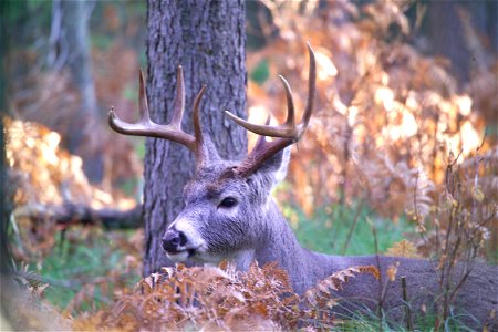 Whitetail Buck. Photo: David Restivo, NPS.