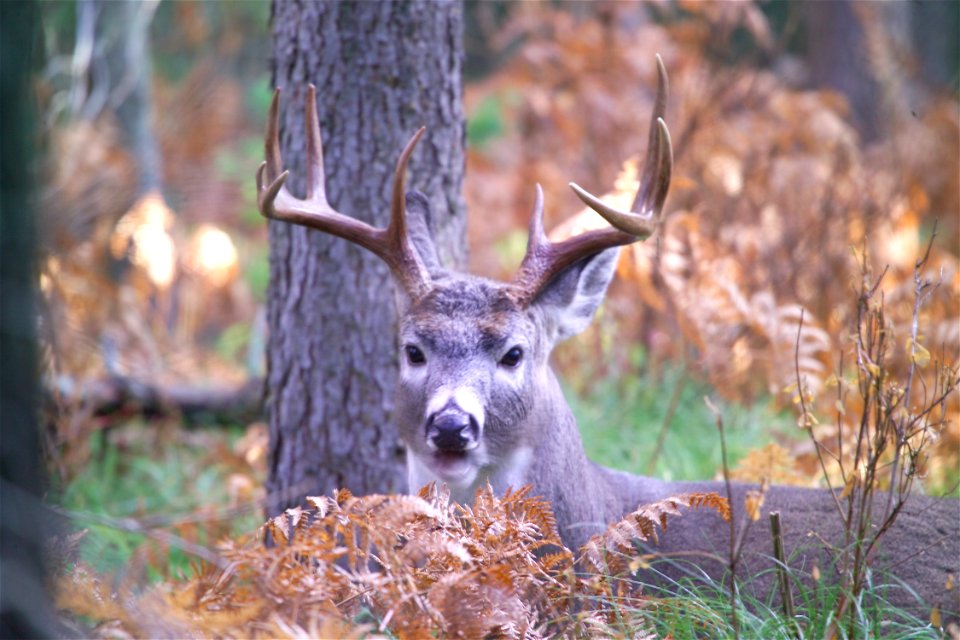 Whitetail Buck. Photo: David Restivo, NPS.