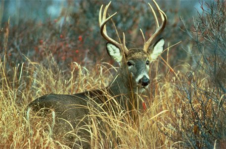 White-tailed deer (Odocoileus virginianus) photo