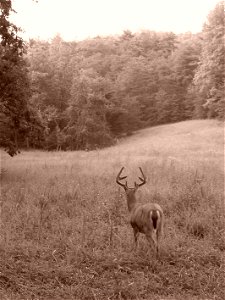 Young buck at Cades Cove This is an image of a place or building that is listed on the National Register of Historic Places in the United States of America. Its reference number is 77000111. photo