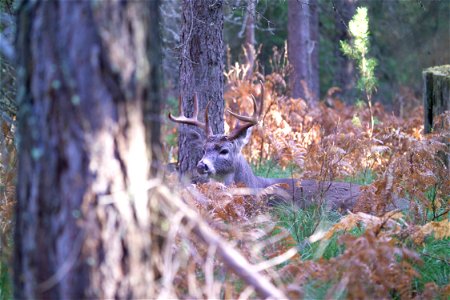 Whitetail Buck. Photo: David Restivo, NPS.