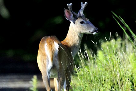 Image title: Young male white tailed deer odocoileus virginianus Image from Public domain images website, http://www.public-domain-image.com/full-image/fauna-animals-public-domain-images-pictures/deer photo