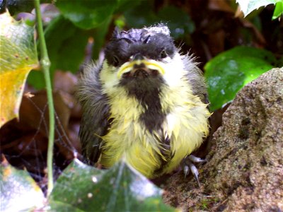 Great Tit fledgeling photo