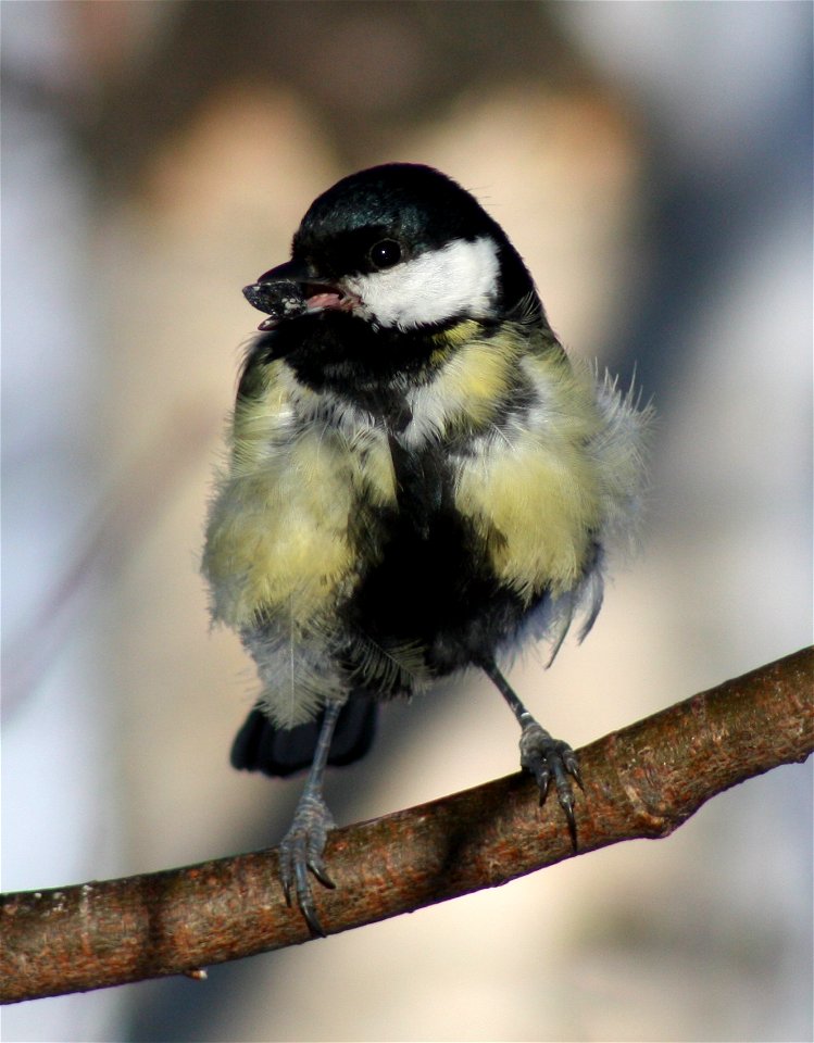 Sick-looking Great Tit (Parus Major) in Hollihaka Park, Oulu.