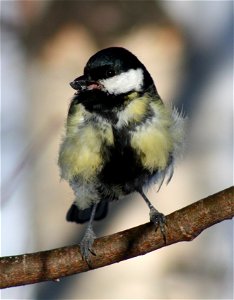 Sick-looking Great Tit (Parus Major) in Hollihaka Park, Oulu. photo