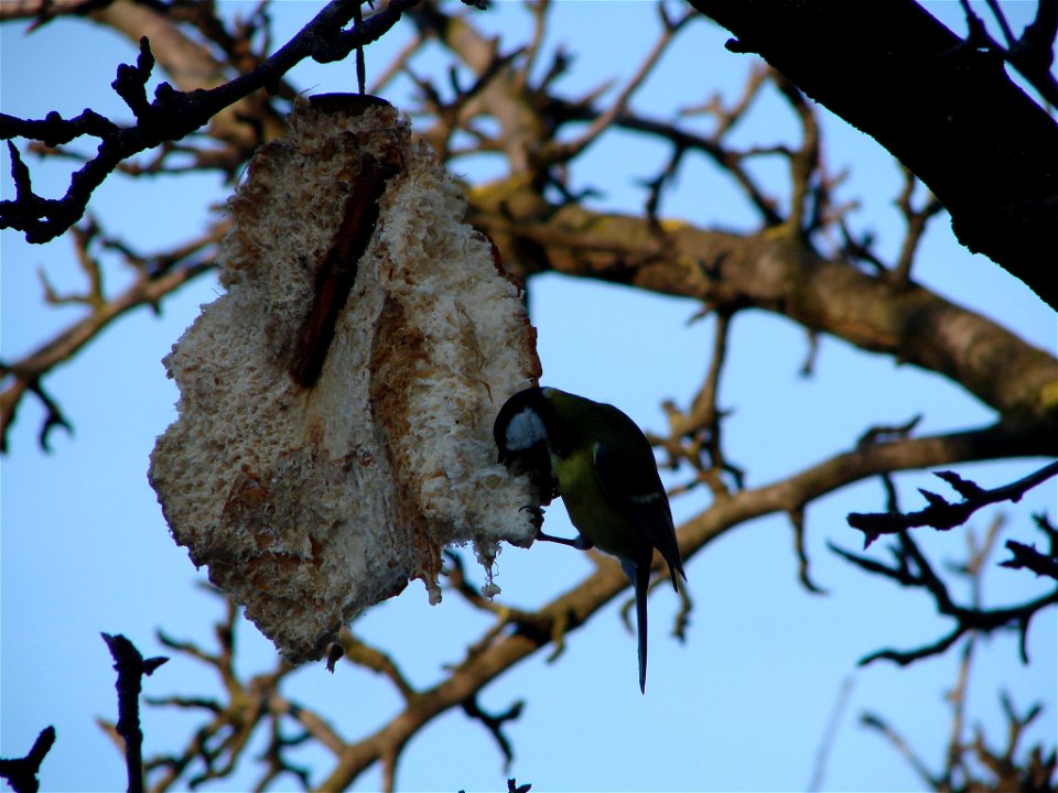 Parus major in Romania