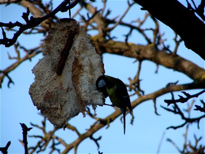 Parus major in Romania photo