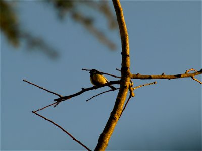 Great tit Parus major.