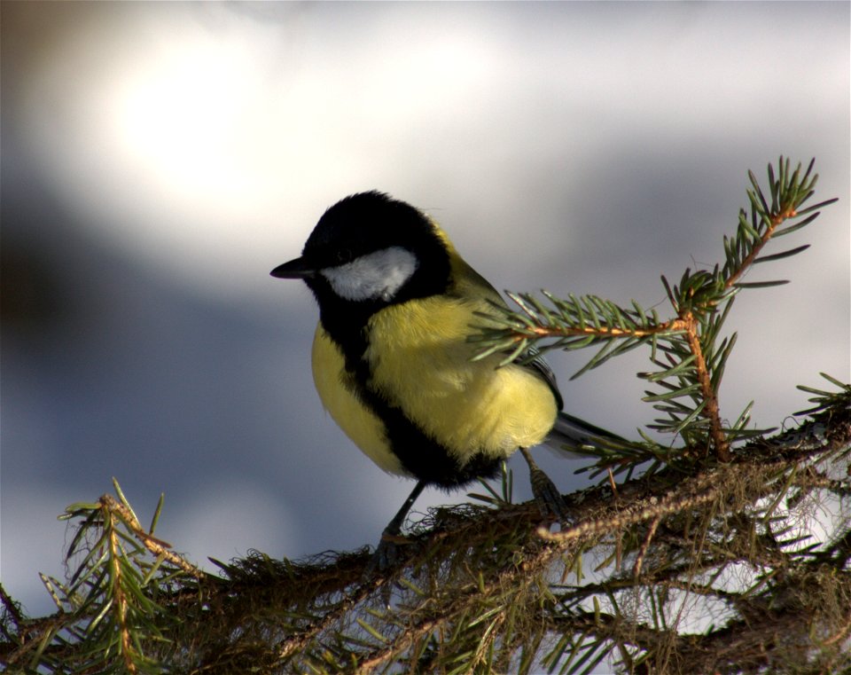 Great tit (Parus major) in Kittilä, Finland.