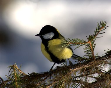 Great tit (Parus major) in Kittilä, Finland.