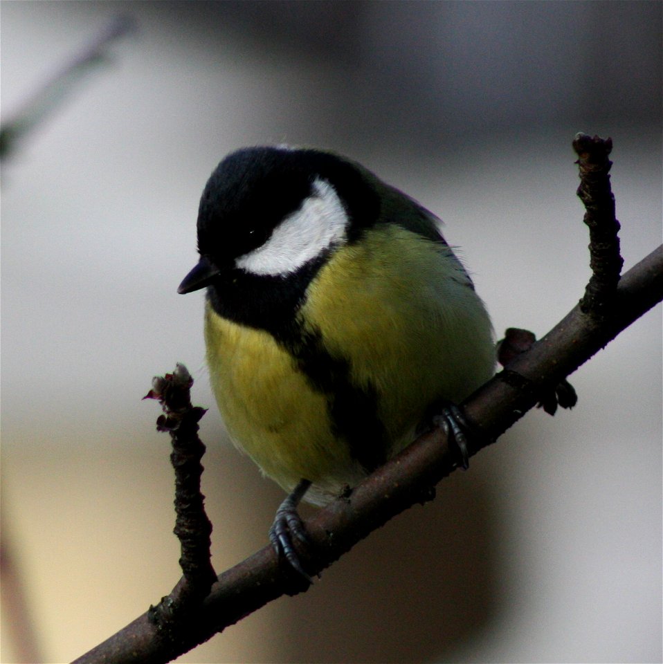 Great tit (Parus major) in Oulu, Finland.