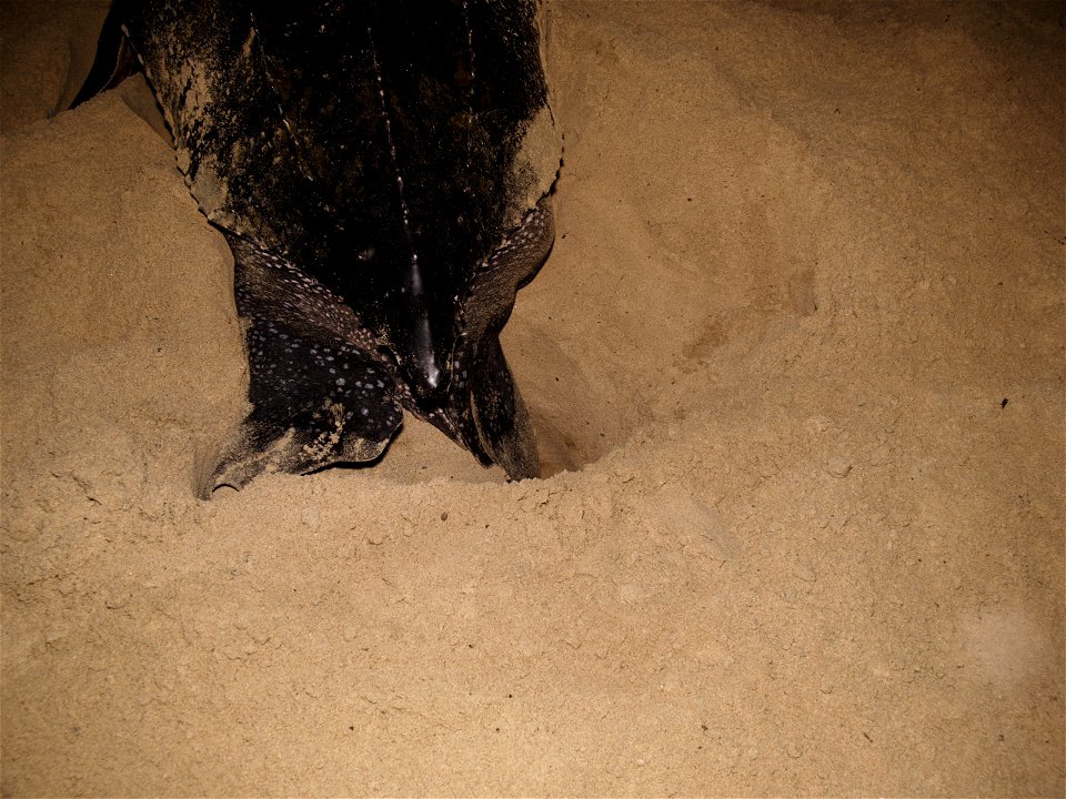 Eiablage grabende Lederschildkröte