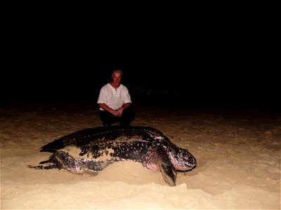 Größenvergleich Schildkröte mit Mensch