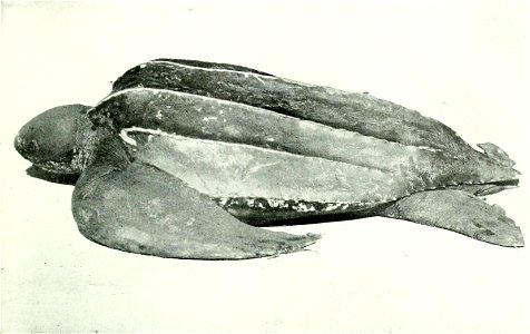 Dermochelys coriacea