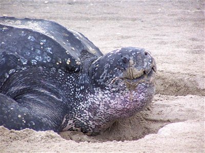 Image title: Leatherback turtle in sand dermochelys coriacea
Image from Public domain images website, http://www.public-domain-image.com/full-image/fauna-animals-public-domain-images-pictures/reptiles